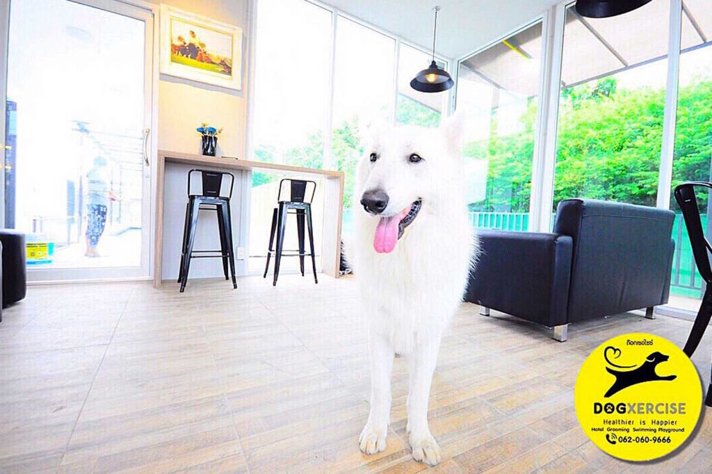 Dog Hotel ฝากเลี้ยงสุนัข